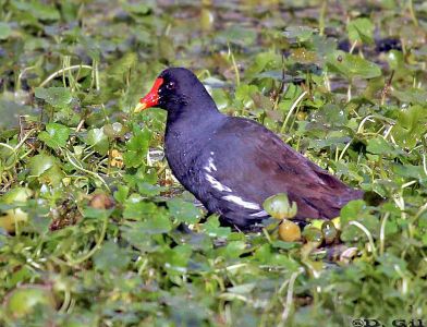 POLLA DE AGUA (Gallinula galeata) - Laguna Del Diario-MALDONADO (Julio 2010)